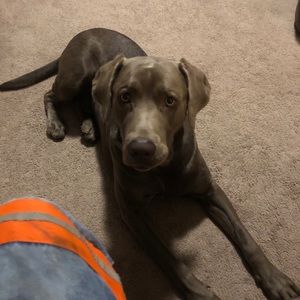 Meet your Posher, Donnie